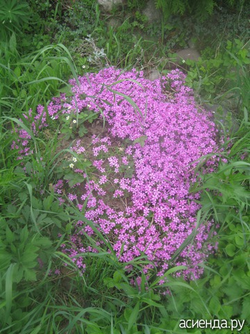   Violet Seedling