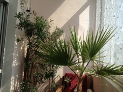 Пальма на балконе