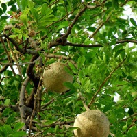 Ферония лимонная или деревянное яблоко