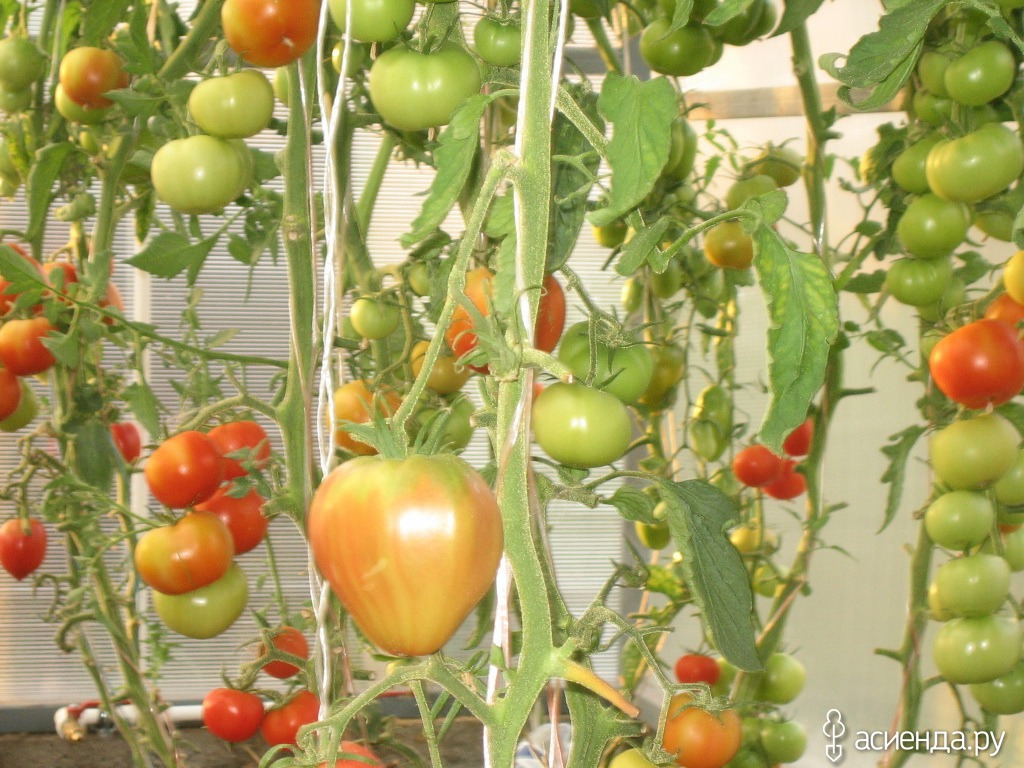 Plantación de tomates