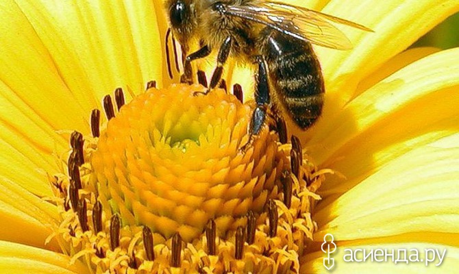 Пчелиное царство. Часть вторая