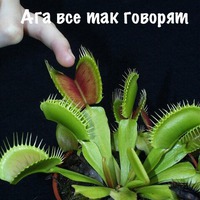 Дионея. Венерина мухоловка.