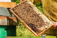 Осмотр пчёл. Пчелиное царство - Часть третья