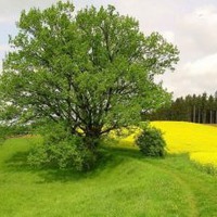 Два дерева.
