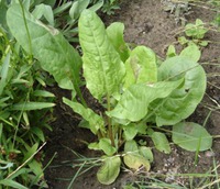    Rumex acetosa L.