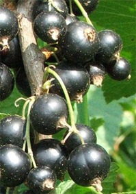    Ribes nigrum L.