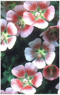 ����������� (Anisodontea)