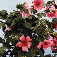 Анизодонтея (Anisodontea)