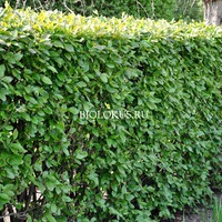 Кизильник (Cotoneaster)