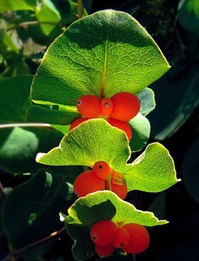 ����� �� ���������Ż