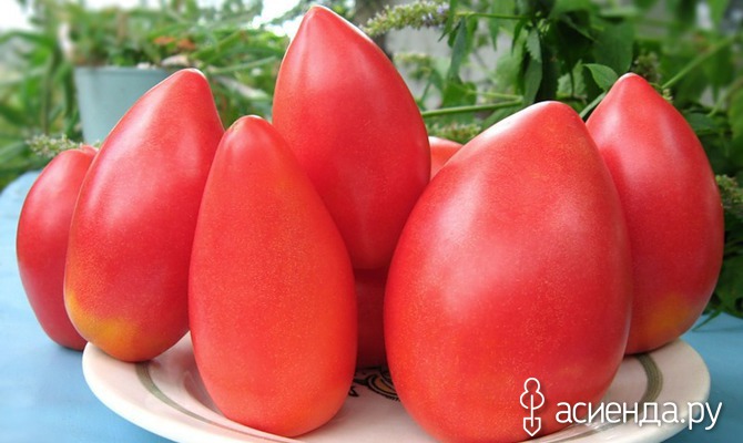 Советы овощеводов для томатов. Часть 2