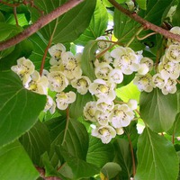 Вьющиеся многолетники: Актинидия (Actinidia)