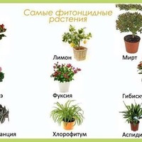Цветы в детскую комнату!