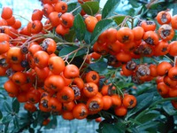   ...  - (Pyracantha coccinea).