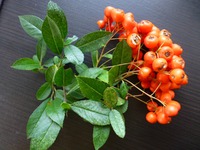  - (Pyracantha coccinea).