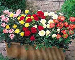 Розы миниатюрные / Энциклопедия растений / Асиенда.ру