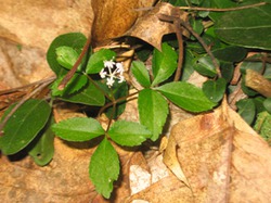   Panax ginseng C.A.M.