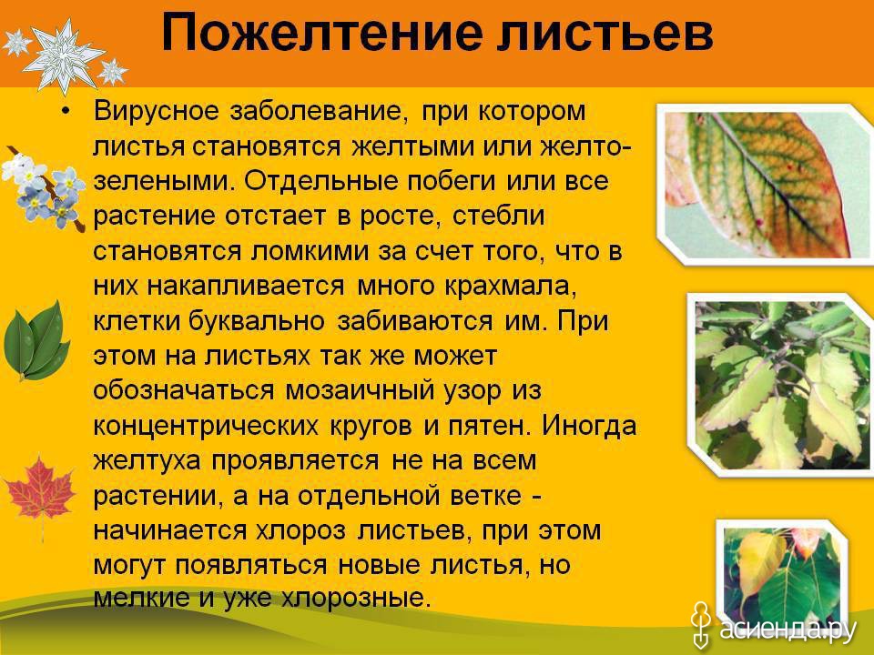 симптомы вирусных болезней растений. бактериальные болезни растений презентация. заболевание растений вирусами. вирусные заболевания растений. сообщение болезни растений.
