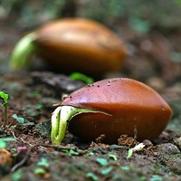 6 основных правил для начинающего садовода