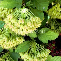 ������������� (Physocarpus)