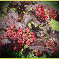������, ������� (Spirea L.)