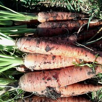 Уборка моркови