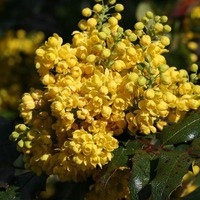������� (Mahonia).