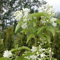 �������� (Staphylea)