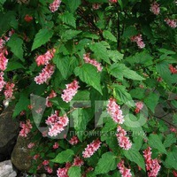 ������ (Neillia)