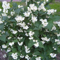 �������� (Philadelphus L).