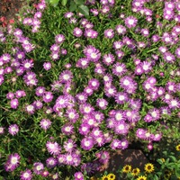 ���������� (Delosperma)