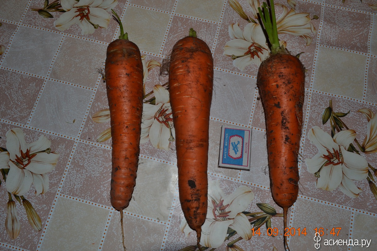 Как клеить морковь. Хвост морковкой. Морковь Каратель. Держи хвост морковкой.