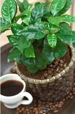 Кофейная экзотика на подоконнике