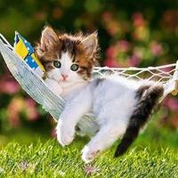 Воскресный КОТЭ - позитивчик
