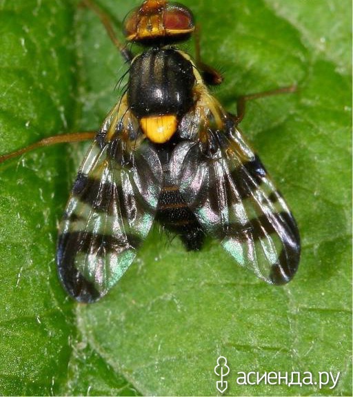 Вишне муха. Вишневая Муха Rhagoletis Cerasi. Восточная Вишневая Муха Rhagoletis cingulata Loew.. Вишневая Муха Rhagoletis Cerasi яйца. Вишневая Муха на черешне.