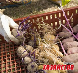Сажаем картофель по всем правилам