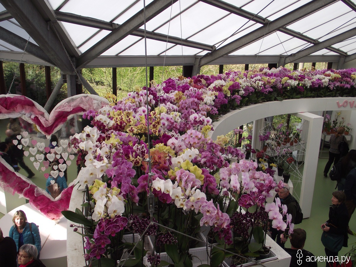 Теплица орхидей в пушкино. Орхидея Беатрикс. JMP Flowers орхидеи оранжерея. Оранжерея орхидей в Белу-Оризонти. Кёкенхоф орхидеи.