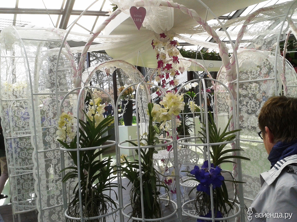 Теплица орхидей в пушкино. Орхидейная оранжерея сад. Кёкенхоф оранжереи орхидей. Оранжерейные орхидеи. Оранжерея фаленопсисов.