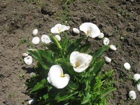 ��� �������