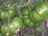 Развилка на стволе томатов