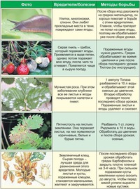 Узнаем вредителей земляники в лицо!
