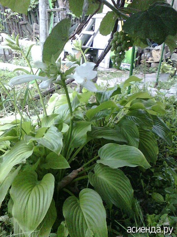 H. plantaginea. 