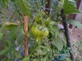 Орлиный клюв