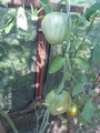 Орлиный клюв