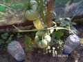 лотарингская красавица