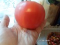 Орлиный клюв
