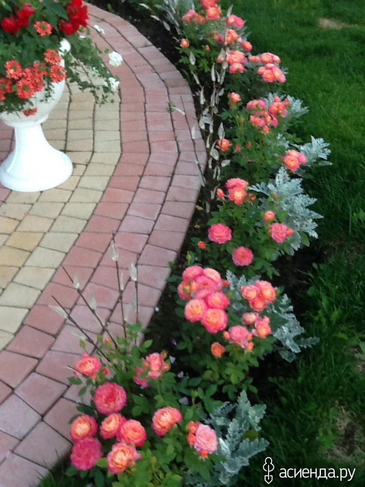 Соседство роз. Соседство с розами на клумбе. Розы и соседство с другими цветами. Соседство растений с розами.