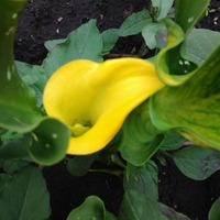 Вот - решила показать...