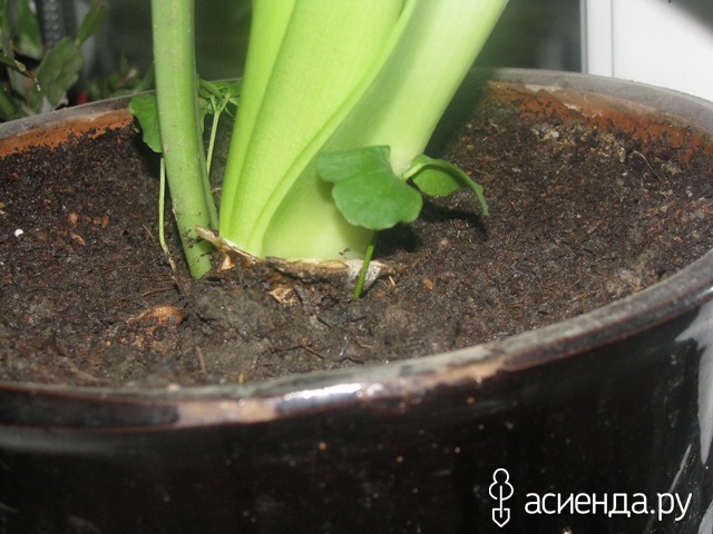 растюхи гибискуса из семян 2015 год октябрь - ноябрь