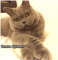������� ������� �������
